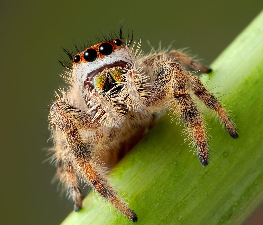 Close-up of a fuzzy jumping spider with large eyes on a green stem