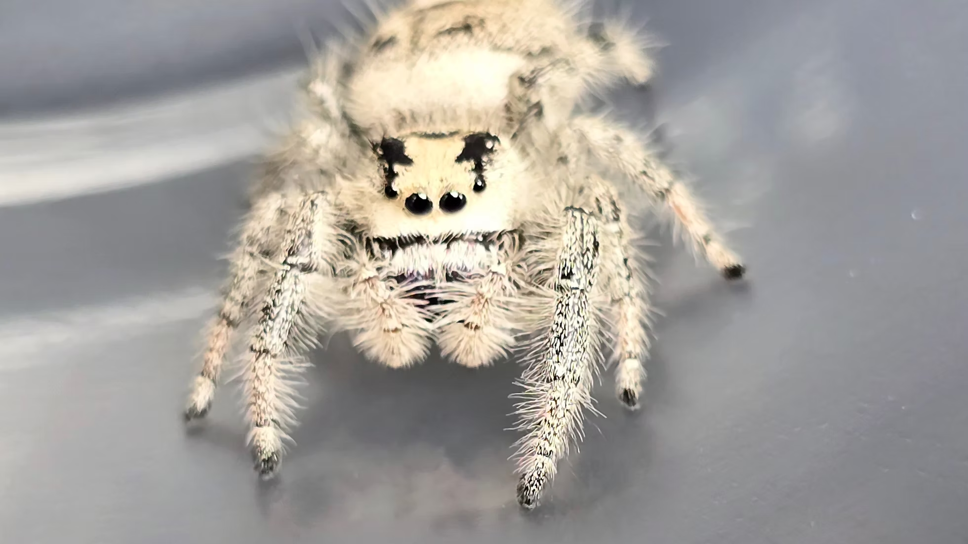 Fuzzy tan and white jumping spider with large glossy eyes, currently available