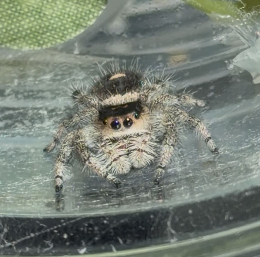 Almond Female Regal - Sub Adult